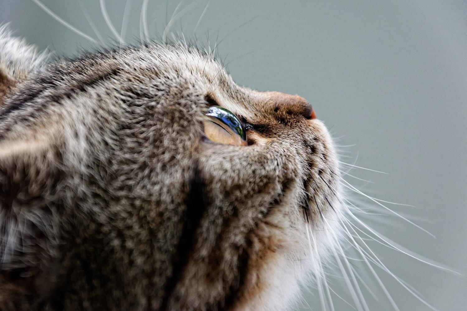 Arose curiosity